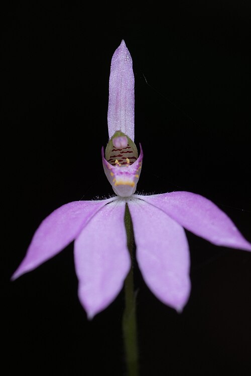 File:Caladenia gracillima.jpg