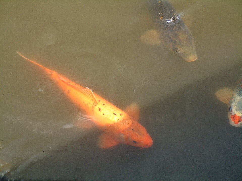 File:Cyprinus carpio2.jpg