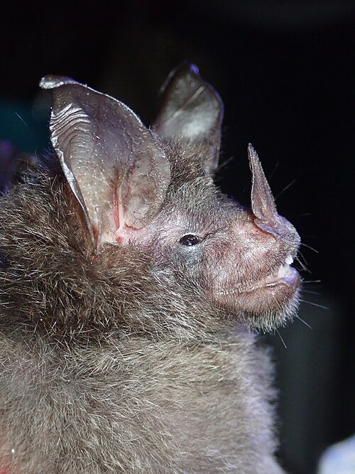 File:Glyphonycteris daviesi.jpg