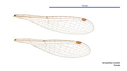 Female wings
