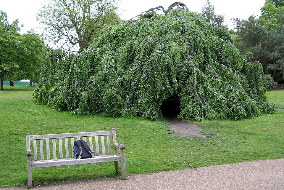File:Hyde park tree.jpg