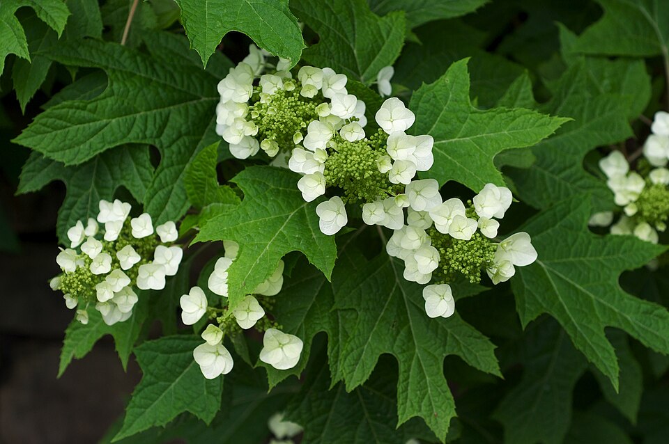 File:Hydrangea quercifolia BhamBotGdn.jpg