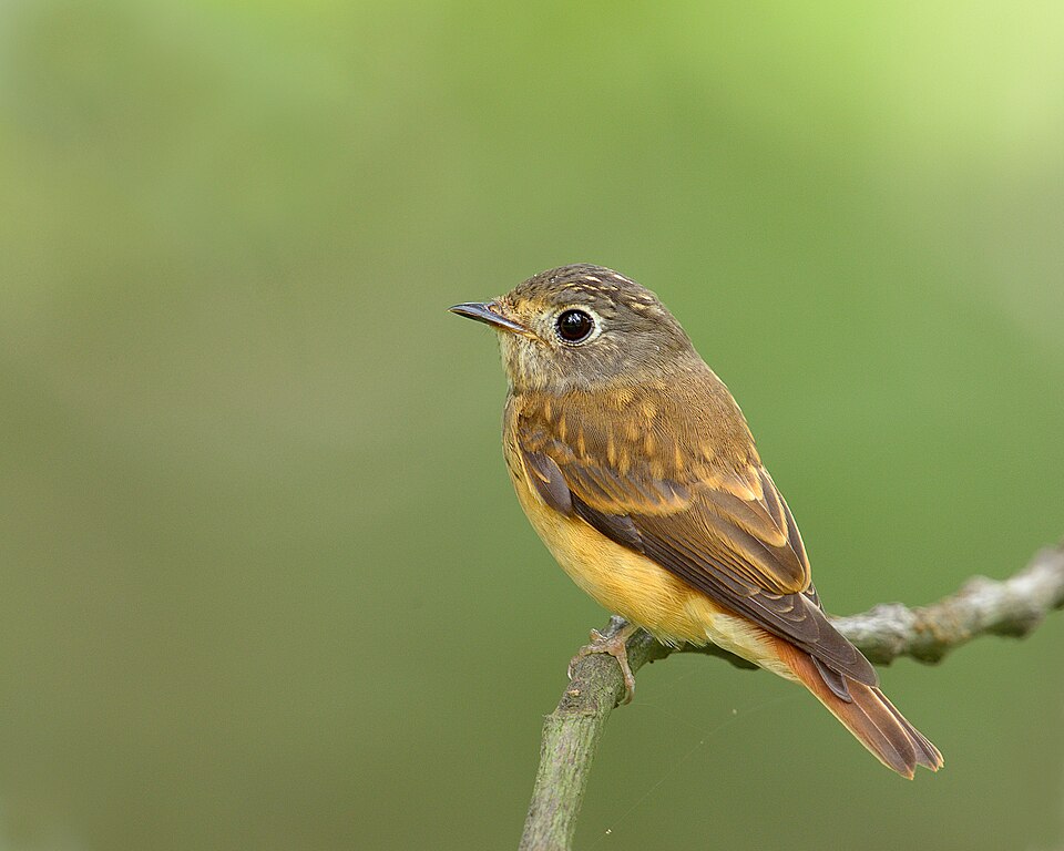 File:Muscicapa ferruginea -side-8 (2).jpg