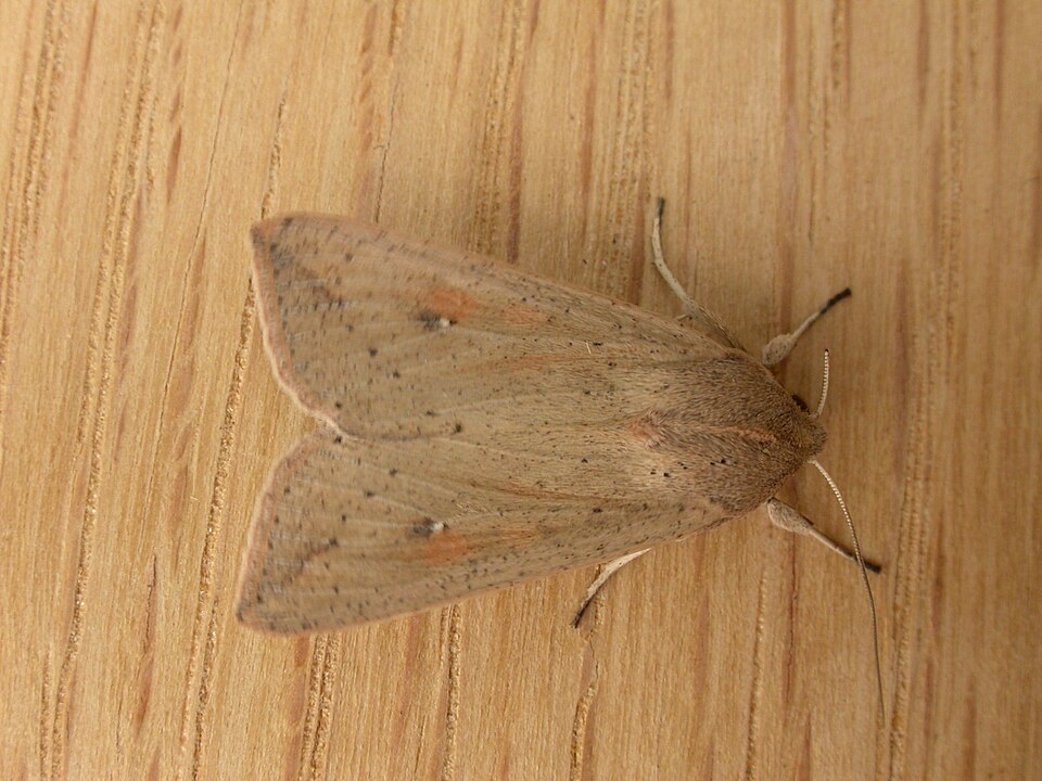 File:Mythimna convecta.jpg