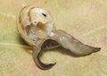 Pharynx of the flatworm Platydemus manokwari visible as the worm feeds on a snail