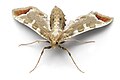 Eggfruit Caterpillar Moth (nom)