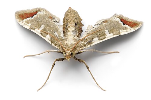 Leucinodes cordalis, by Fir0002