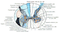 Projections of the spinal cord into the nerves (red motor, blue sensory).