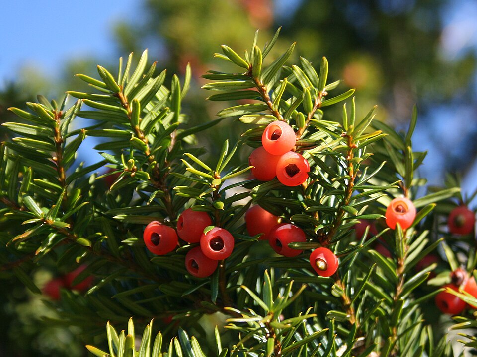 File:Taxus cuspidata fruits.JPG