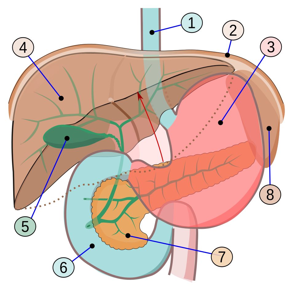 File:Abdomal organs.svg