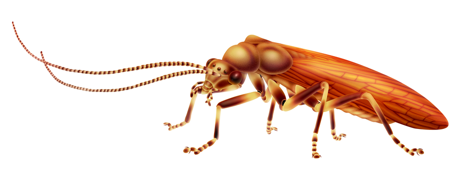 File:Alienopterus.png