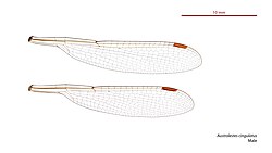 Male wings