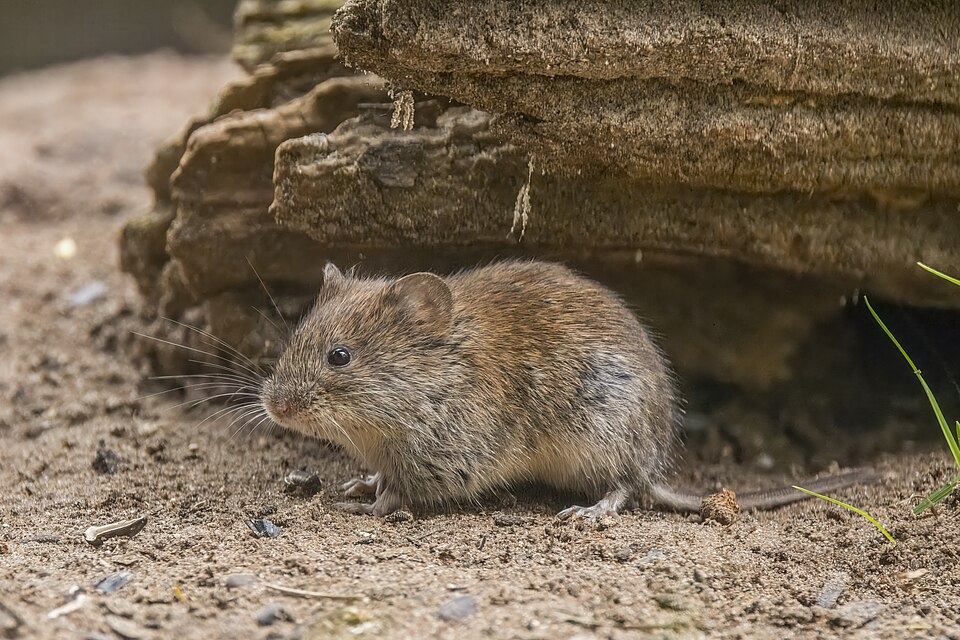 File:Bank vole (Clethrionomys glareolus) Drenthe.jpg