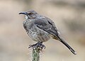 Curve-billed thrasher