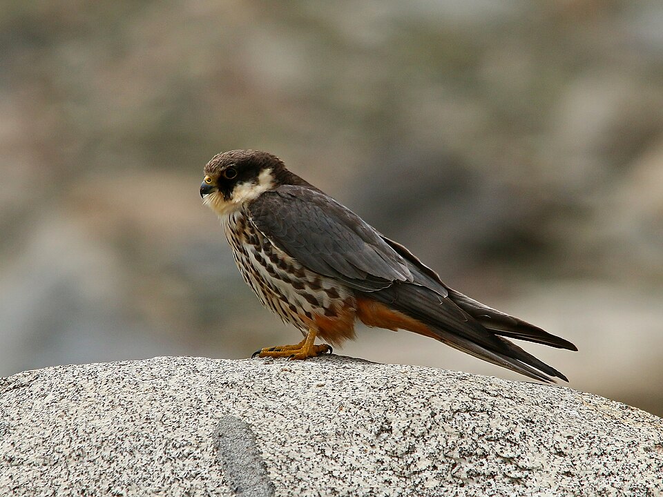File:Eurasian Hobby (Falco subbuteo) (20065964465).jpg