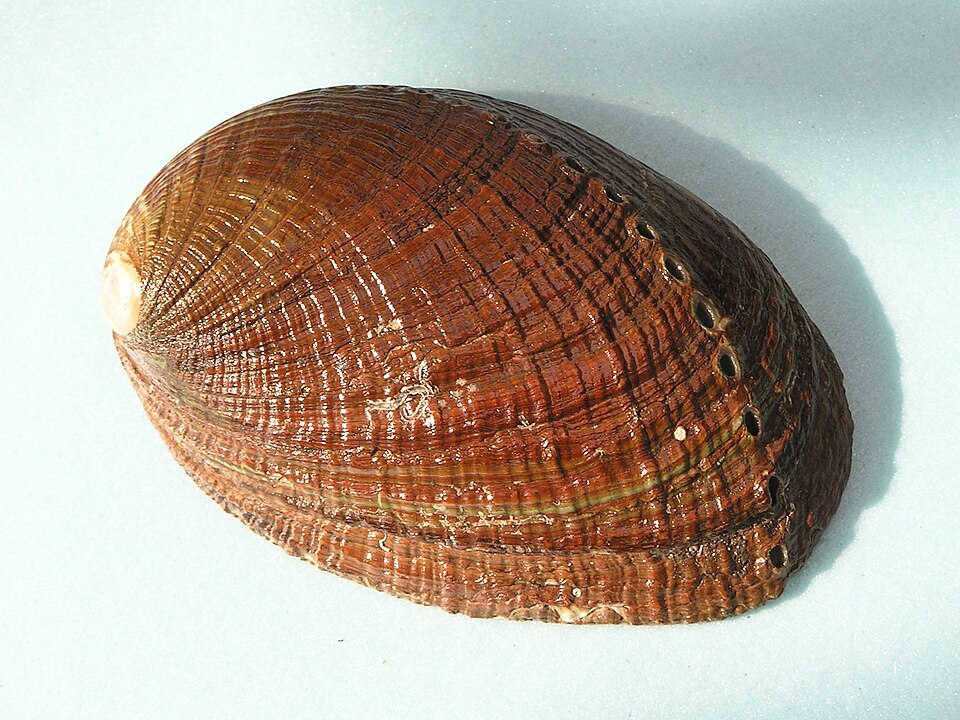 File:Haliotis supertexta 001.jpg