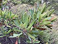Immature fruit at Briones Regional Park