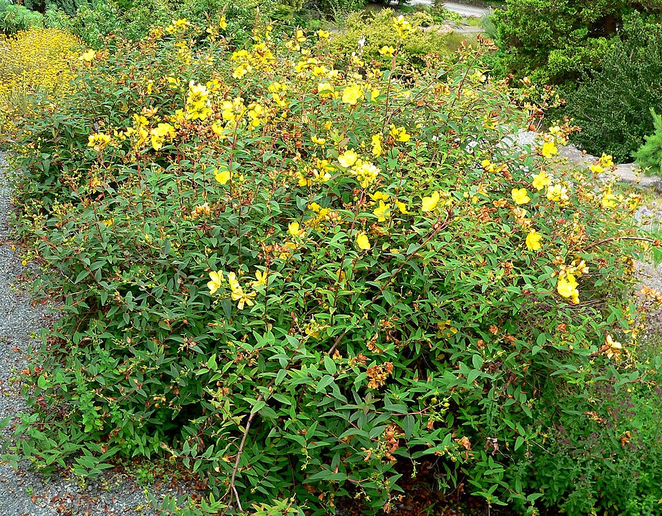 File:Hypericum Hidcote form.jpg