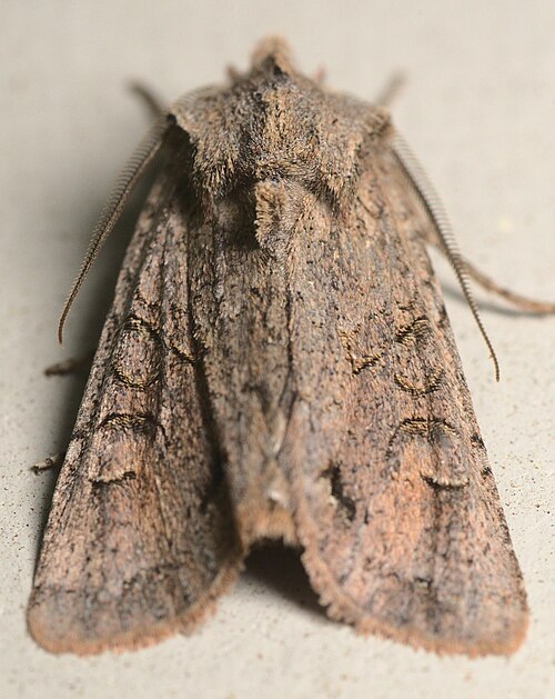 File:Ichneutica skelloni 145786916.jpg