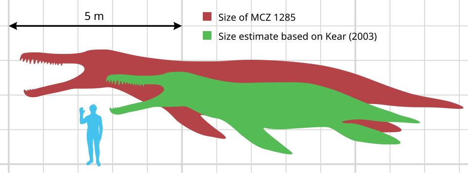 File:Kronosaurus scale.svg