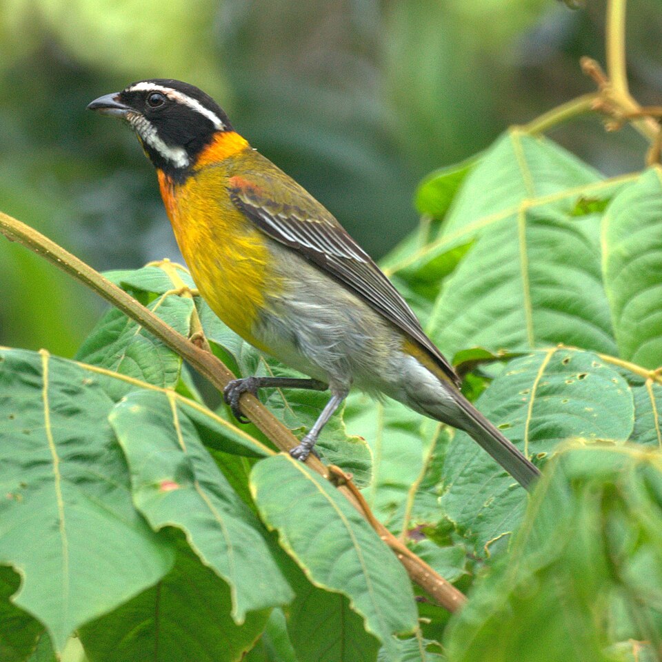 File:Puerto Rican Stripe-headed Tanager (male) (5403225223).jpg