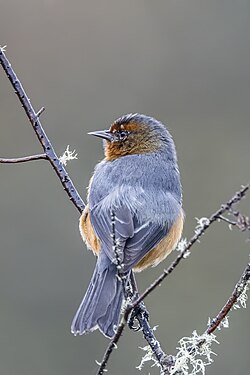 Rufous-browed conebill Conirostrum rufum Colombia