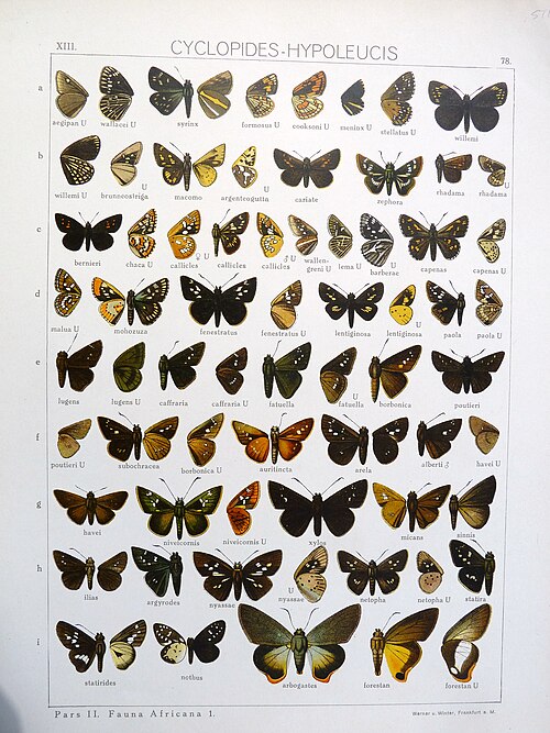 File:SeitzFaunaAfricanaXIIITaf78.JPG
