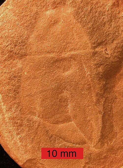 File:Tullimonstrum.jpg