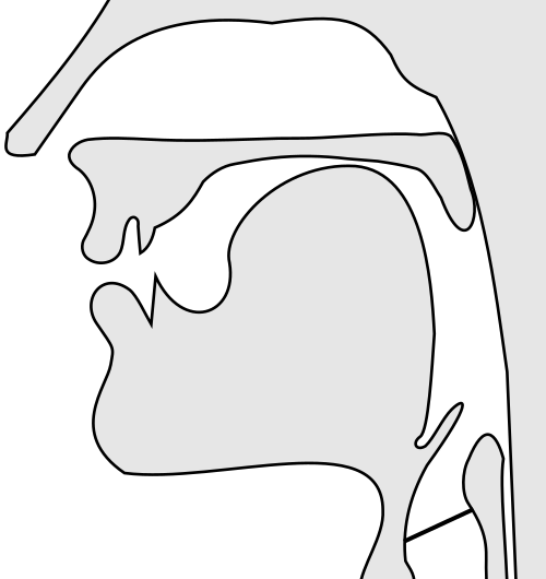 File:Voiceless velar fricative articulation.svg