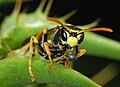 Wasp_March_2008-1