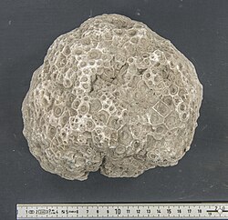 Acervularia, a colonial columnariine from Silurian Sweden