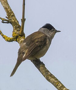 Adult male