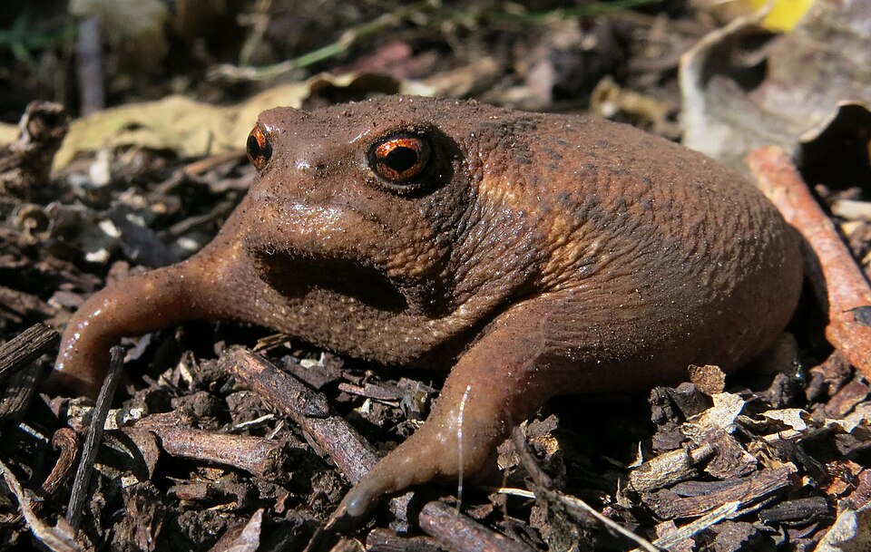 File:Breviceps sylvestris taeniatus 16003387.jpg