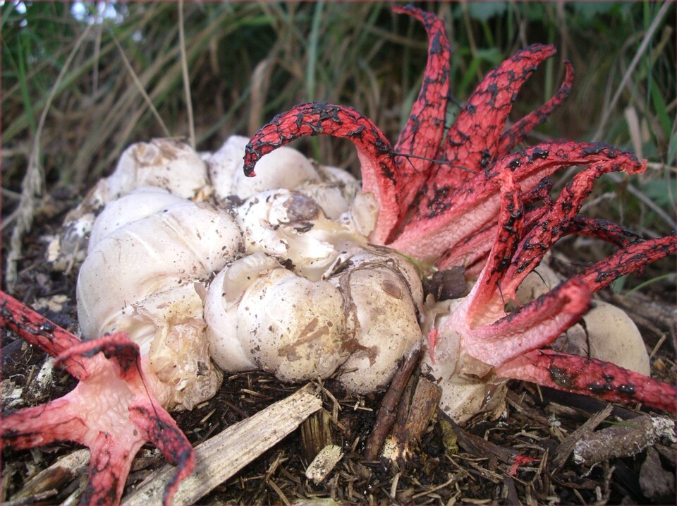 File:Clathrus archeri.jpg