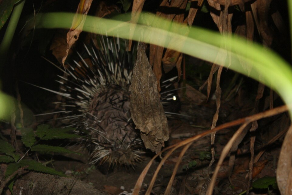 File:Malayan Porcupine (Hystrix brachyura) (5804636442).jpg