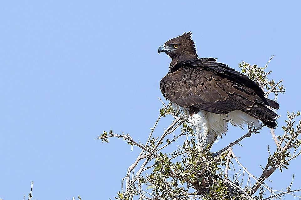 File:Martial Eagle Left 2019-07-24.jpg