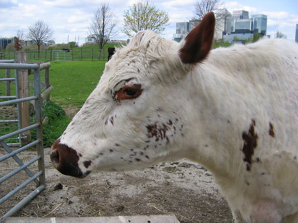 File:Mudchute farm cow head.jpg