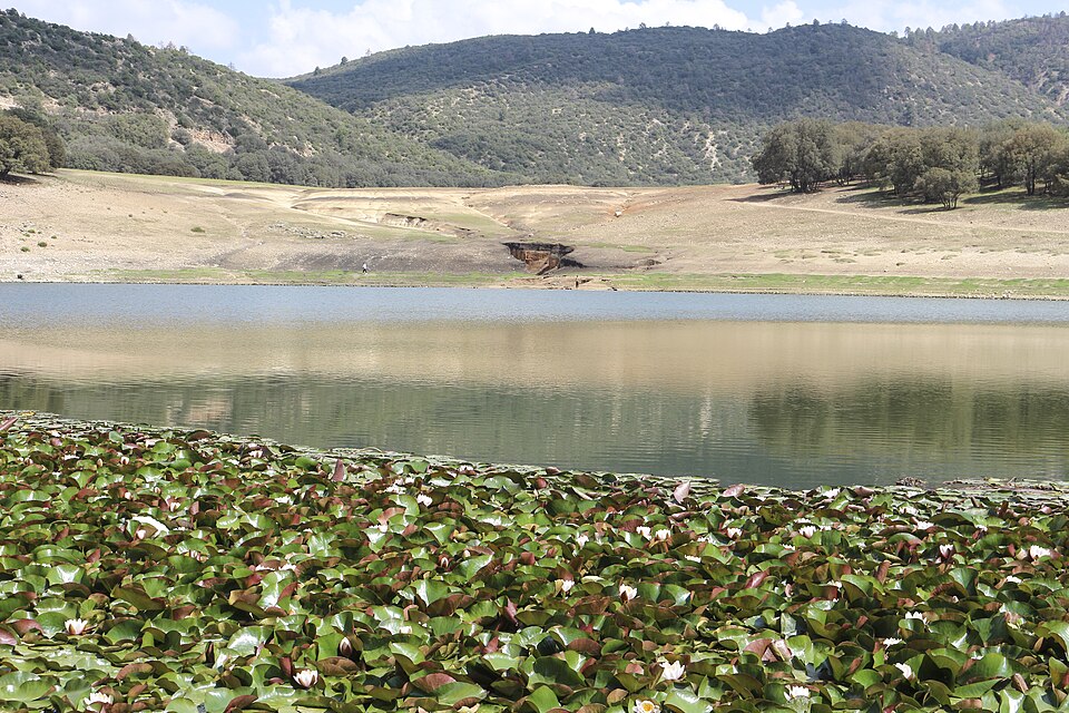File:Nymphaea alba from lake Iffer 2.jpg