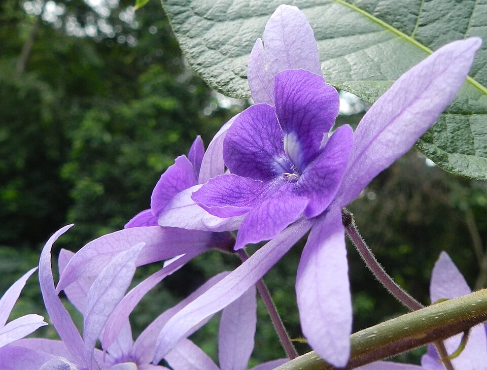 File:Petrea volubillis 1.JPG