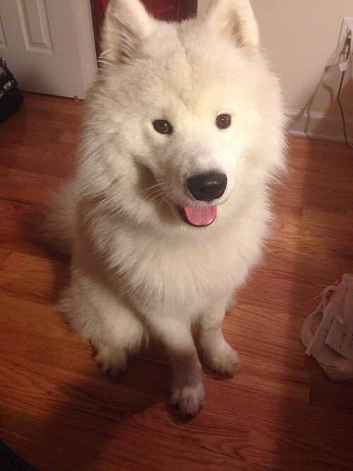File:Tacodoge.JPG