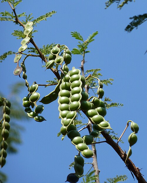 File:Acacia nilotica, peule, a, Uniegeboutuine.jpg