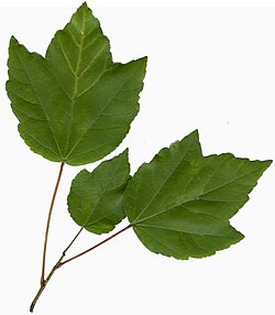 Leaves on a branchlet from a specimen in northern Florida