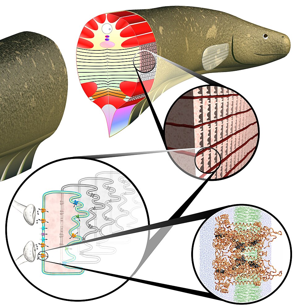 File:Biotechnology, systems biology, artificial cells (5940428301).jpg