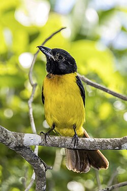 Black-throated shrike-tanager Lanio aurantius ♂ Guatemala