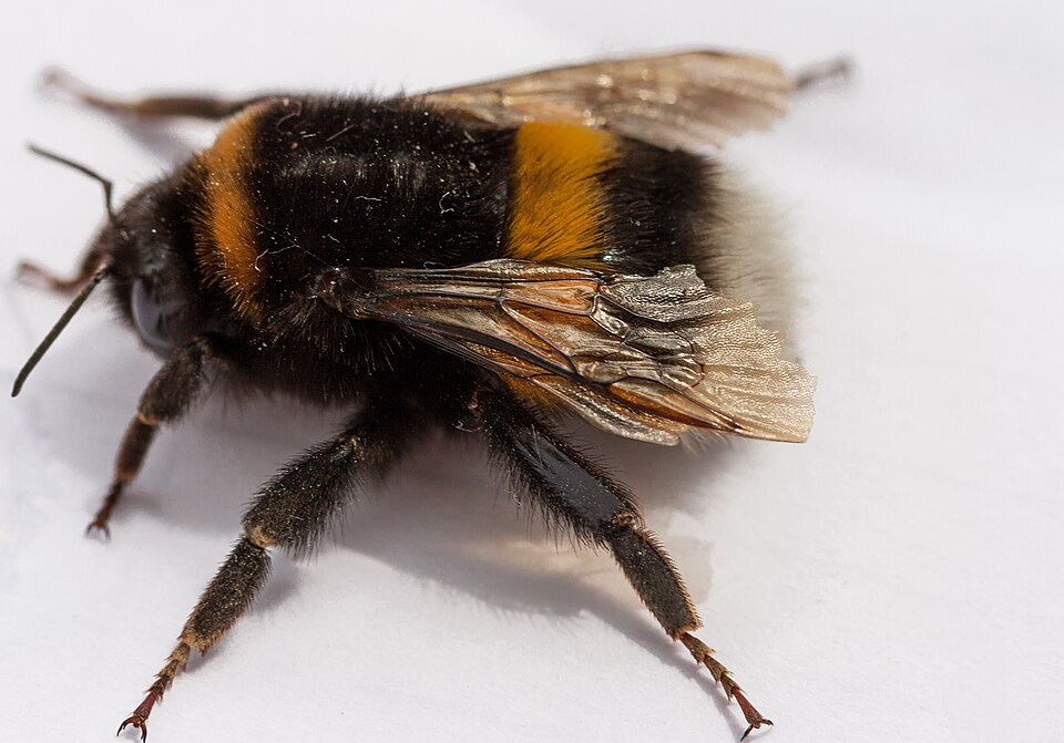 File:Bombus terrestris.jpg