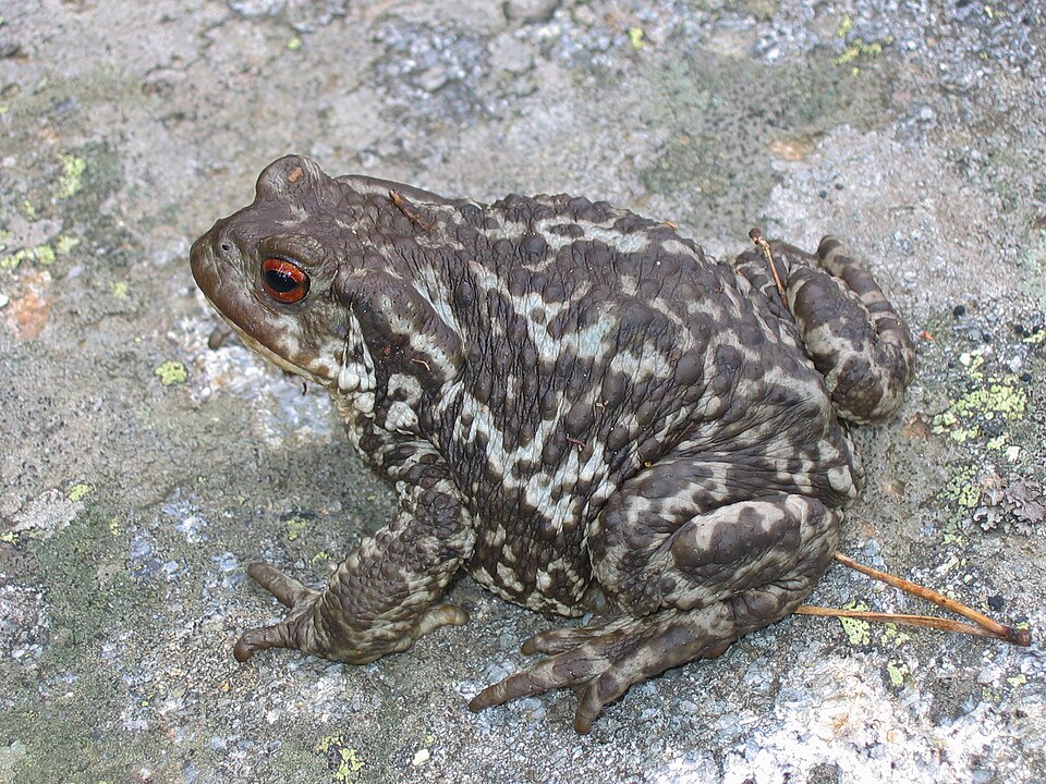 File:Bufo bufo spinosus.jpg