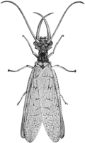 Thumbnail for version as of 15:49, 13 August 2009