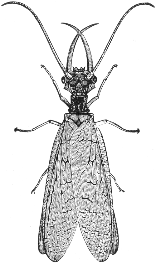 File:Corydalus cornutus illustration.png