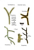 original file