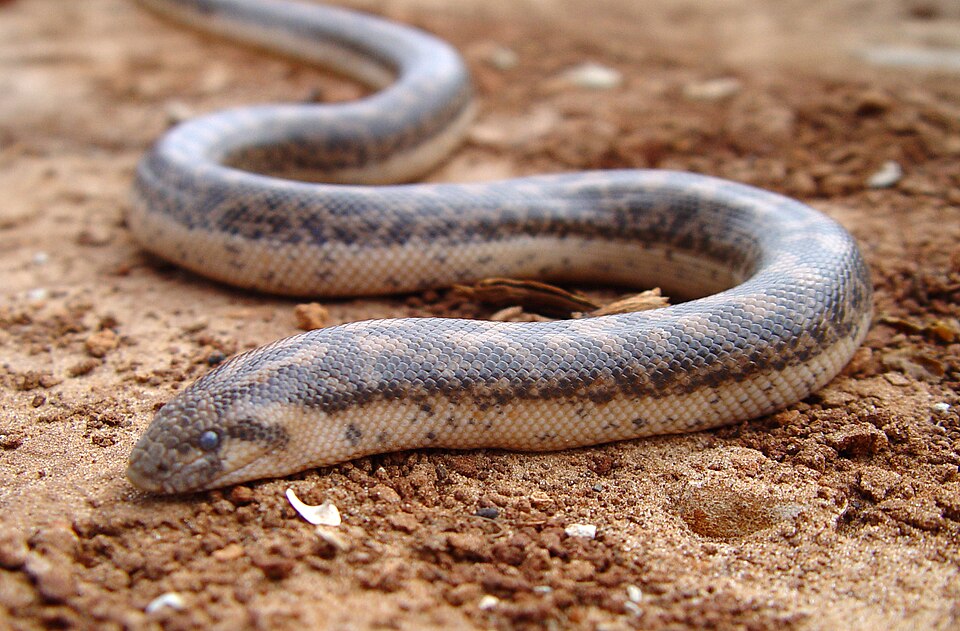 File:Eryx jaculus.jpg